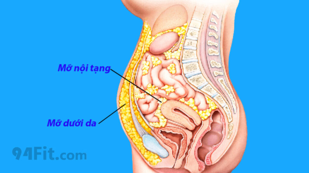 mỡ nội tạng và mỡ dưới da vùng bụng - 94fit