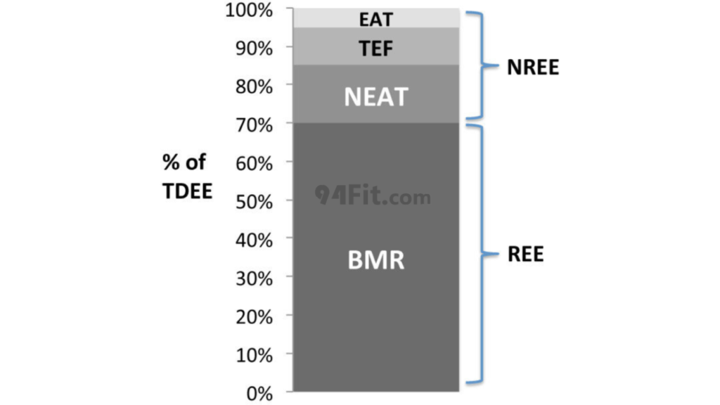 bảng tỷ lệ thành phần của tdee - 94fit
