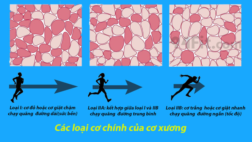 các loại cơ chính của cơ xương - 94fit