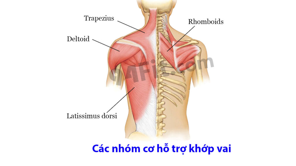 các nhóm cơ hỗ trợ khớp vai -94fit