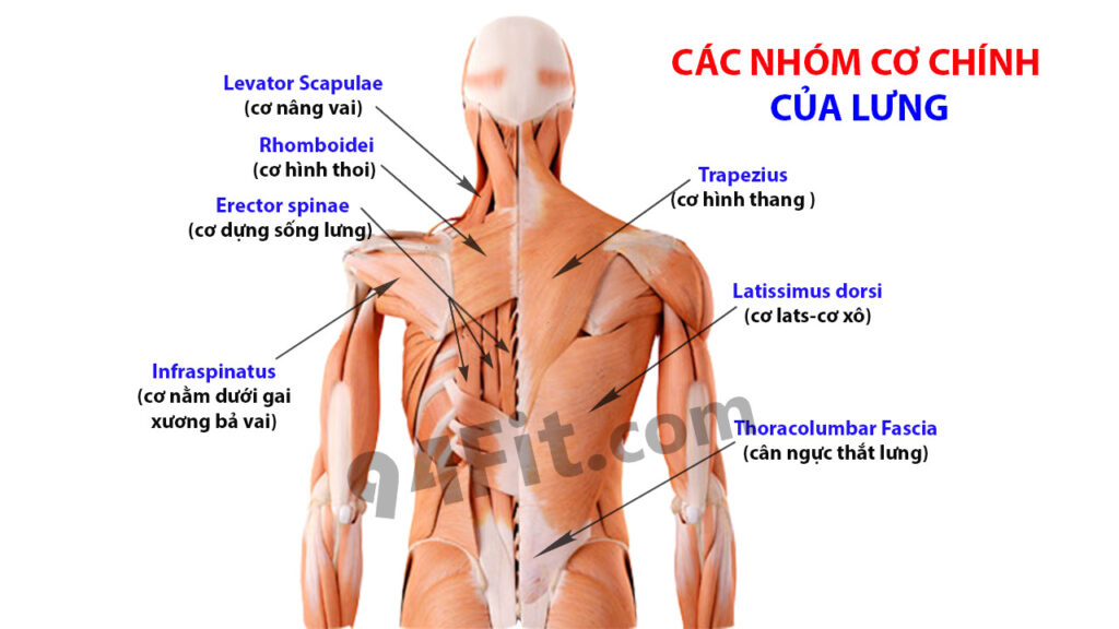 các nhóm cơ lưng - 94fit