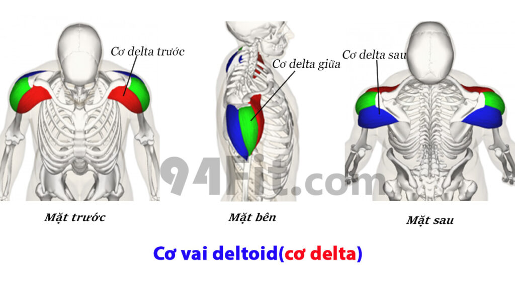 các nhóm cơ vai chính detoid delta - 94fit