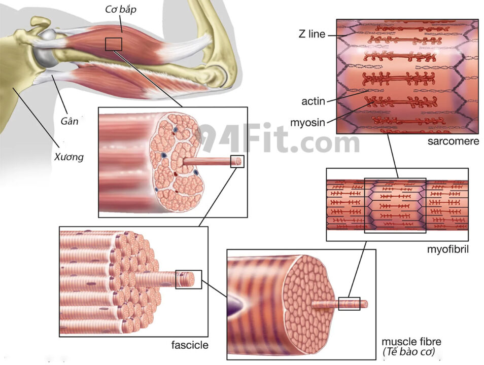 cấu tạo cơ bắp
