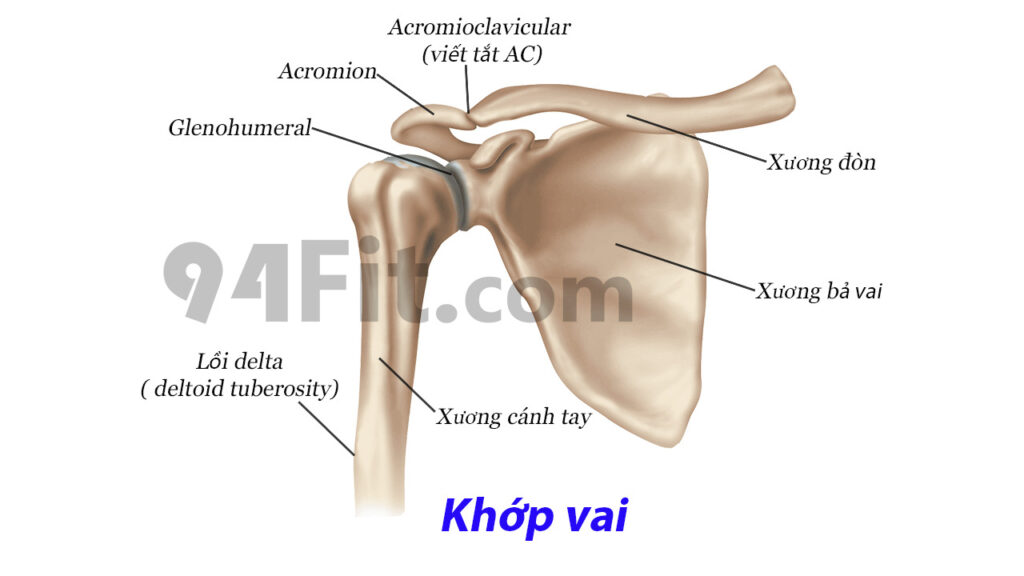 cấu tạo xương khơp vai - 94fit