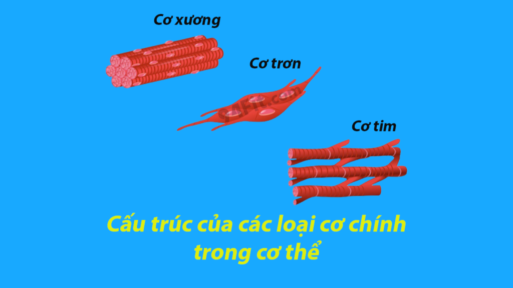 cấu trúc các loại cơ chính trong cơ thể - 94fit