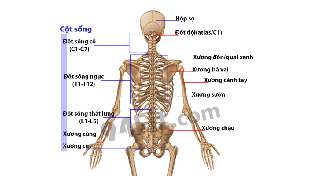 cấu trúc khung xương mặt sau lưng - 94fit