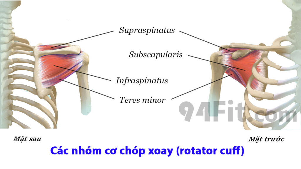 các nhóm cơ chóp xoay rotator cuff