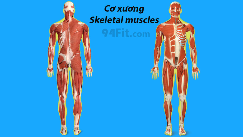 giải phẫu cơ xương cơ bắp Skeletal muscles - 94fit