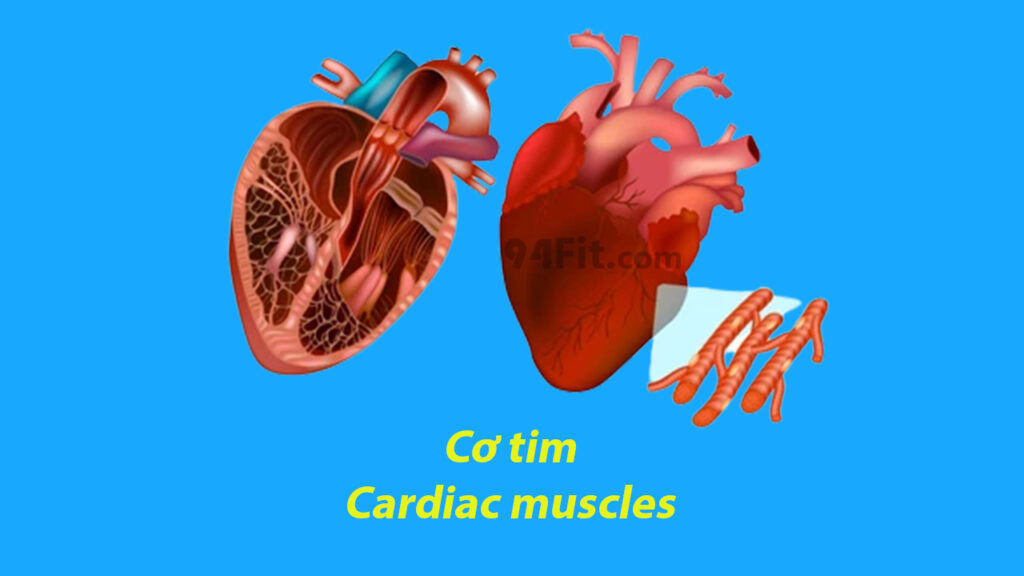 giải phẫu cơ tim Cardiac muscles - 94fit