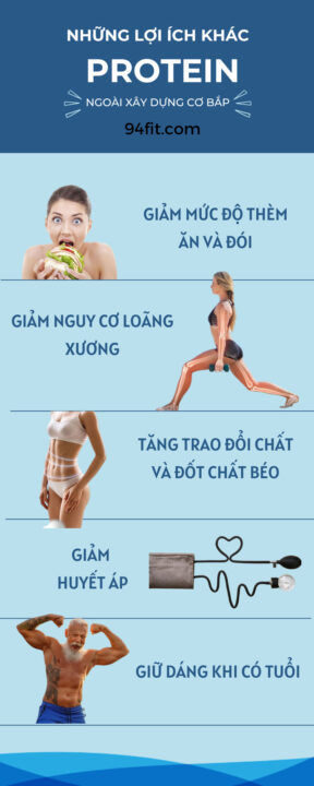 những lời ích khac của protein ngoài xây dựng cơ bắp - 94fit