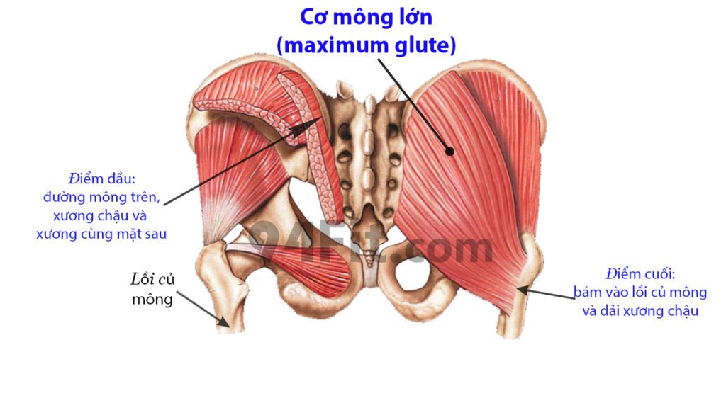 cấu tạo cơ mông lớn maximum glute - 94fit