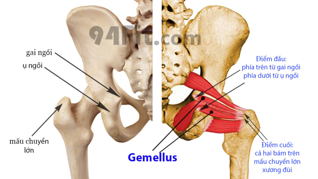 cấu tạo cơ mông nằm sâu bên trong gemellus - 94fit