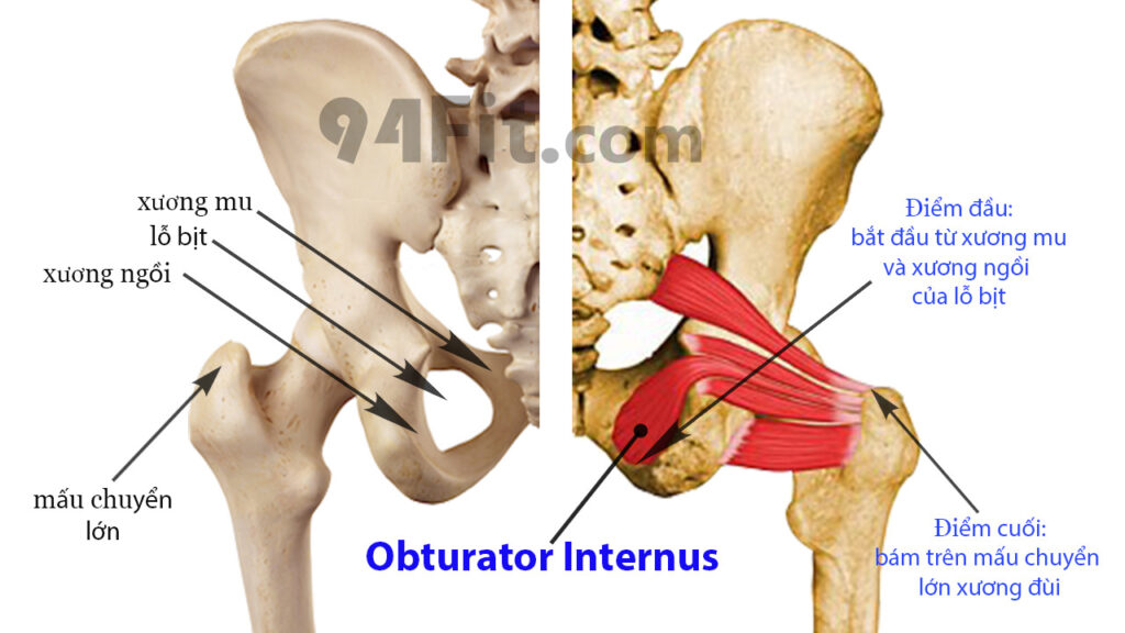 cấu tạo cơ mông nằm sâu bên trong Obturator Internus - 94fit