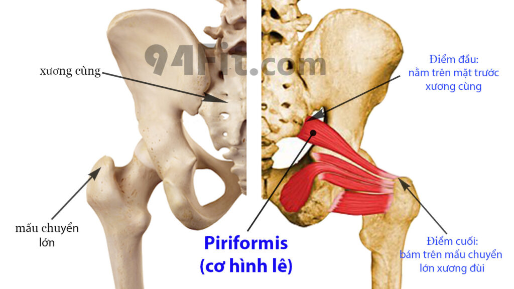 cấu tạo cơ mông nằm sâu bên trong piriformis - 94fit