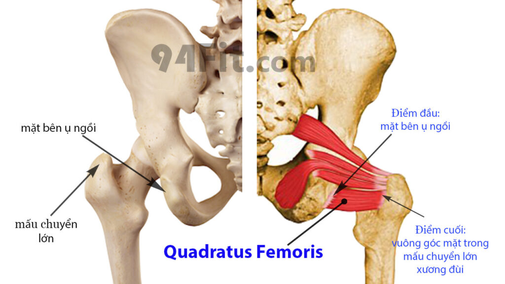 cấu tạo cơ mông nằm sâu bên trong Quadratus Femoris