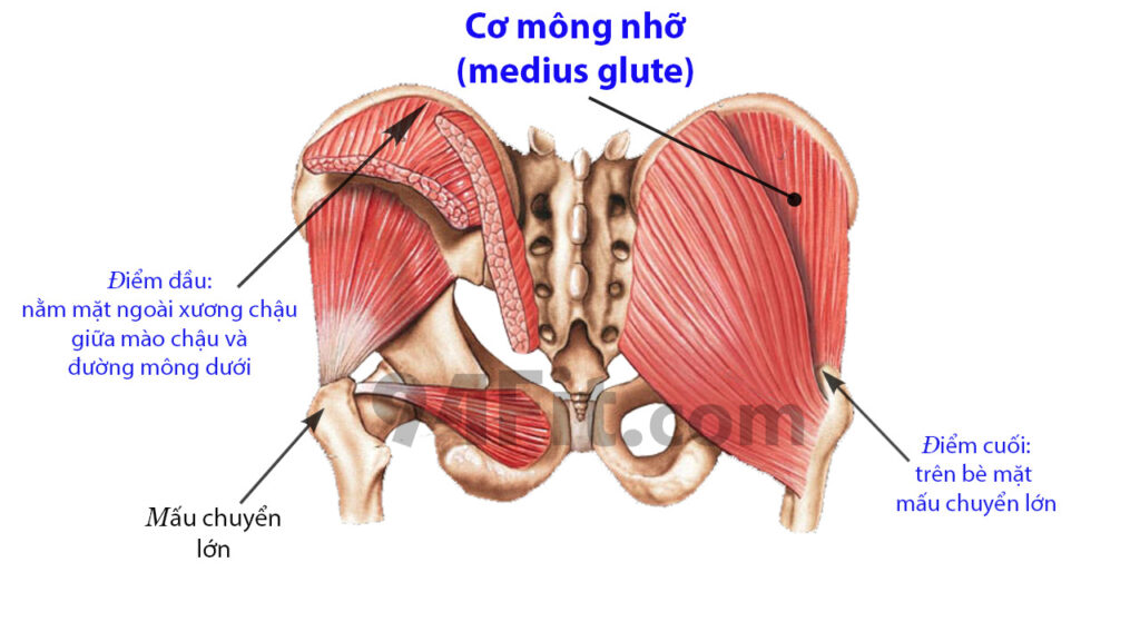 cấu tạo cơ mông nhỡ medius glute - 94fit