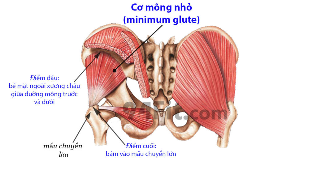 cấu tạo cơ mông nhỏ minimum glute - 94fit