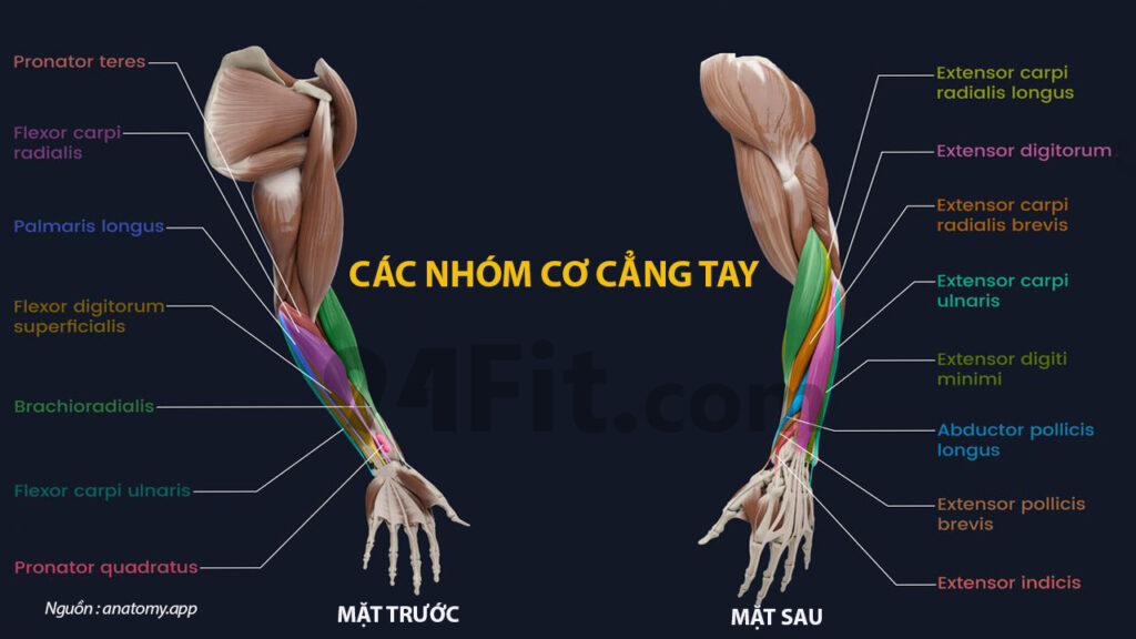 giải phẫu cơ cẳng tay - 94fit