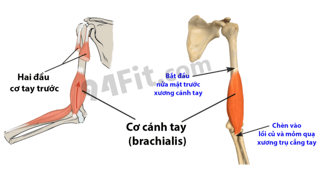 giải phẫu cơ cánh tay brachialis - 94fit