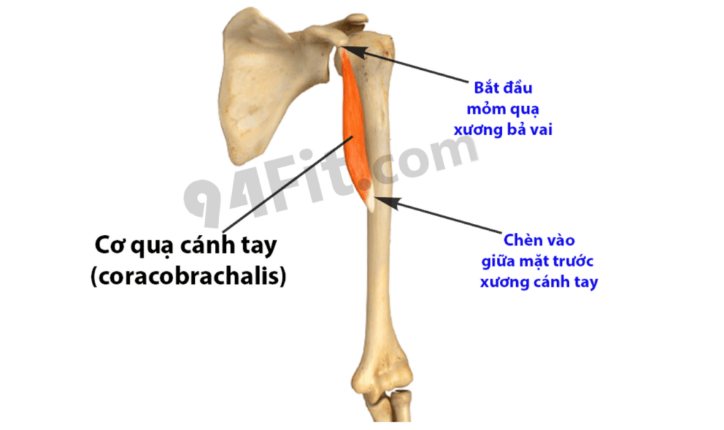 giải phẫu cơ quạ cánh tay coracobrachalis - 94fit