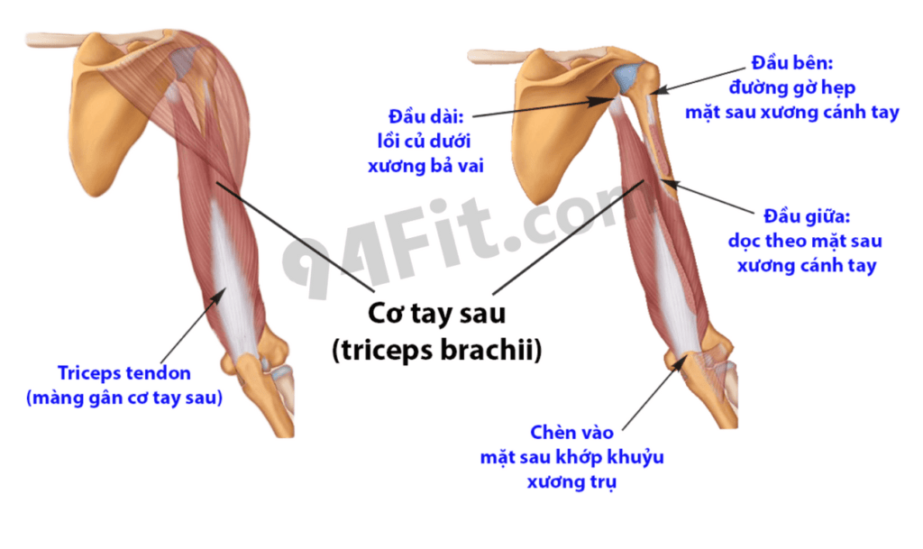 giải phẫu cơ tam đầu cơ tay sau triceps brachii -94fit 