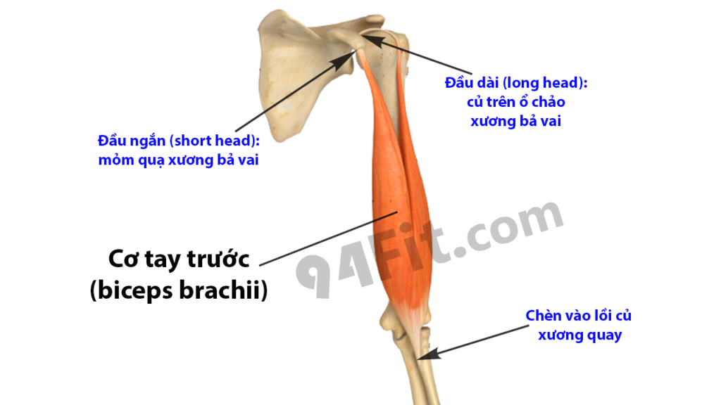 giải phẫu cơ tay trước cơ nhị đầu biceps brachii - 94fit