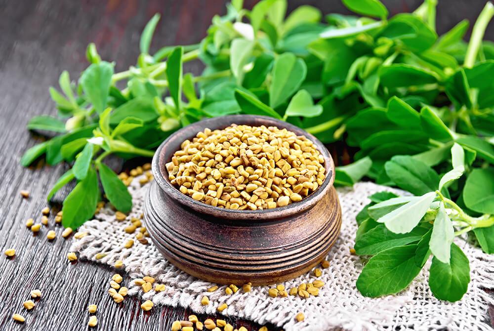 Fenugreek còn gọi là cỏ cà ri hay hồ lô ba,đậu khổ tăng testosterone tự nhiên - 94fit