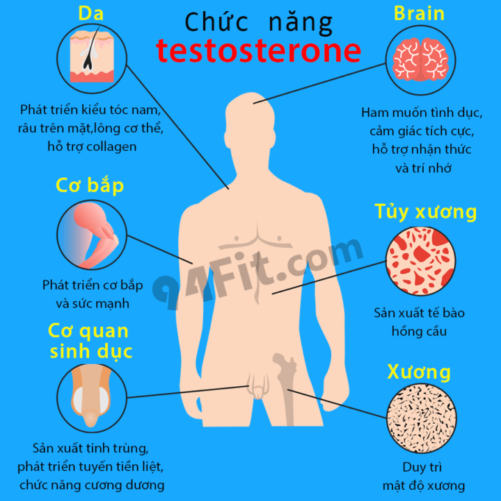 chức năng của testosterone - 94fit
