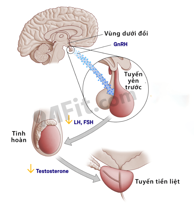 cơ chế của testosterone - 94fit