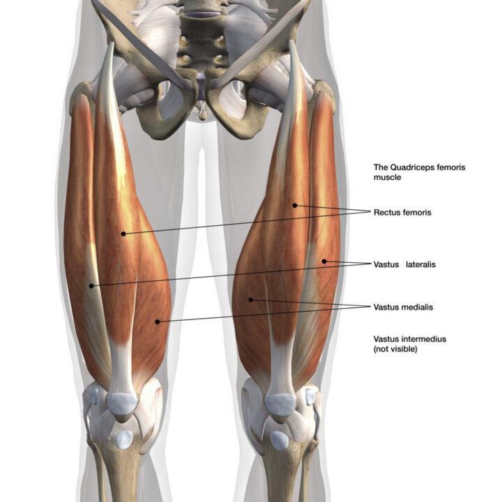 quadricep cơ đùi trước