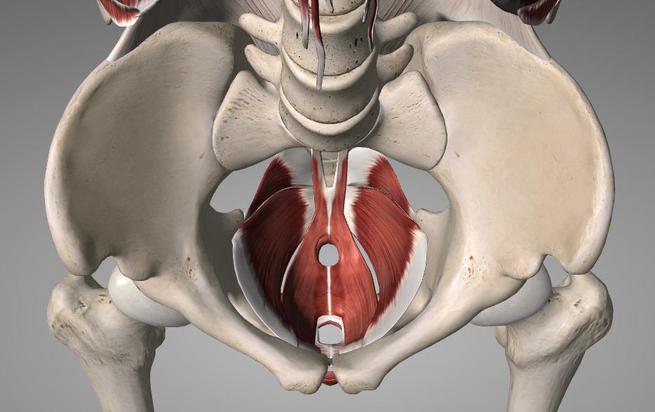 Pelvic-floor cơ sàn chậu cấu tạo core