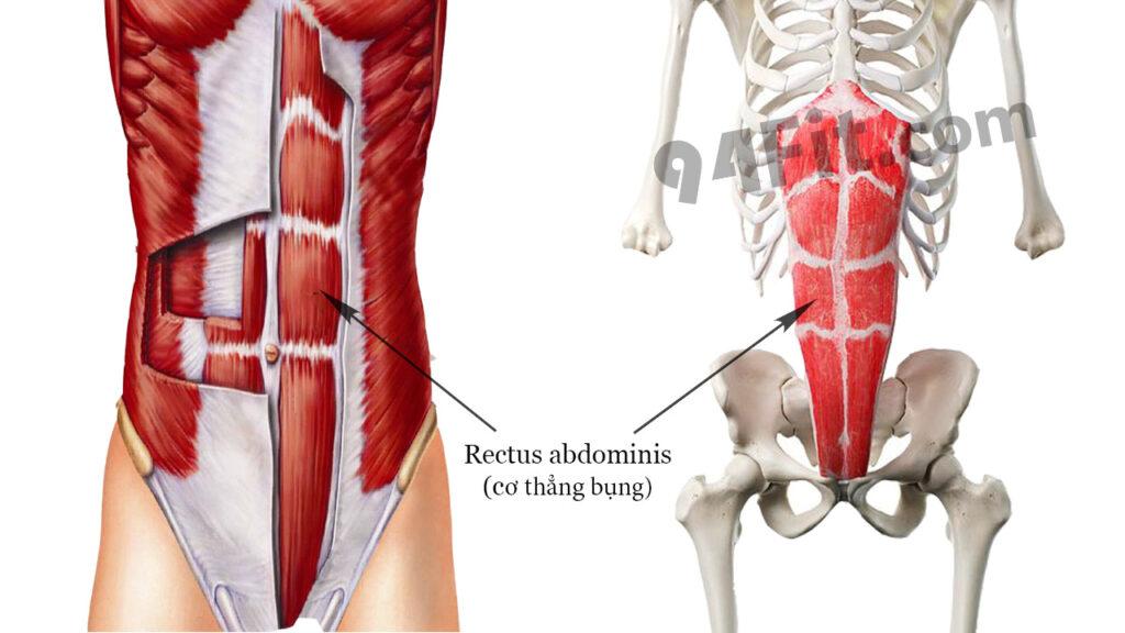 Rectus abdominis cơ thẳng bụng cấu tạo core
