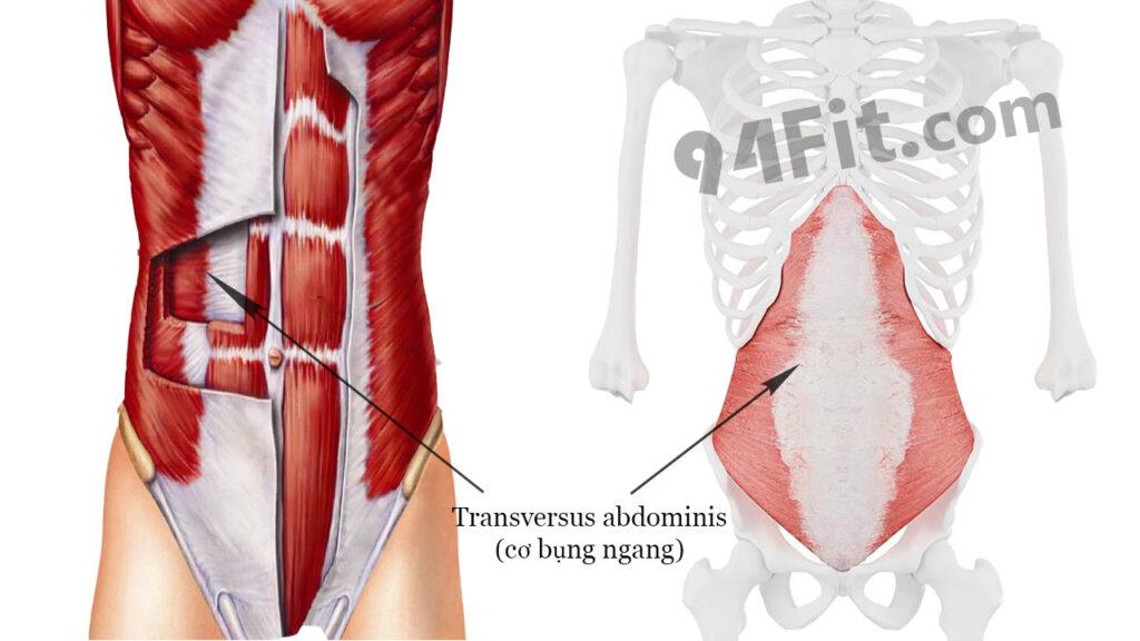 Transversus-abdominis cơ bụng ngang cấu tạo core