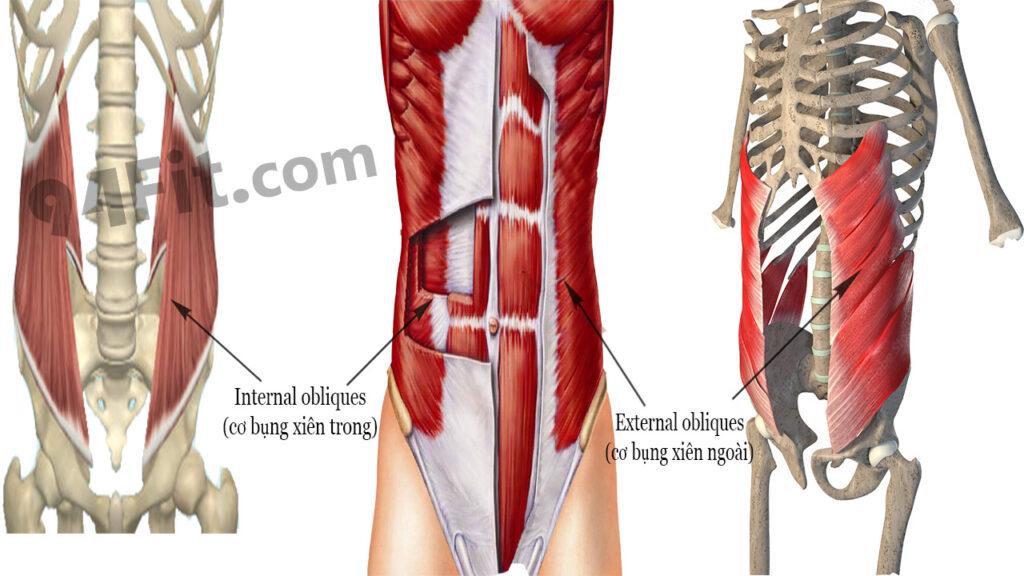 internal-and-External-obliques cơ bụng xiên trong và ngoài cấu tạo core