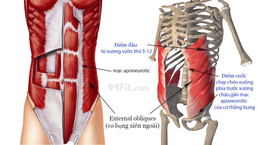 cấu tạo cơ bụng xiên ngoài  External obliques - 94fit