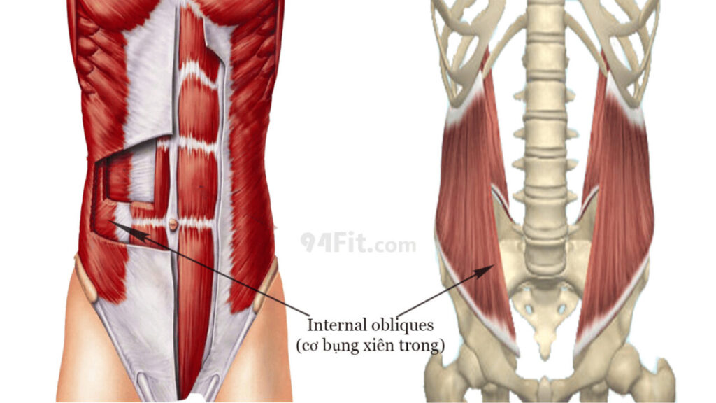 cấu tạo cơ bụng xiên trong Internal obliques - 94fit