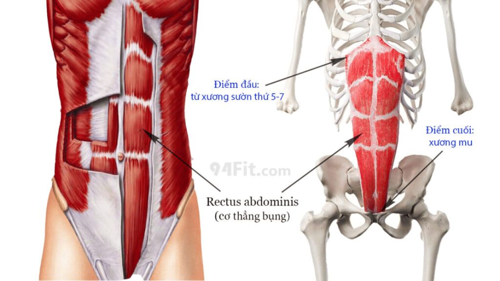 cấu tạo cơ thẳng bụng (cơ bụng 6 múi) Rectus abdominis - 94fit