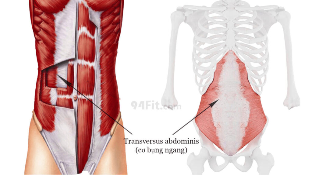 cấu tạo cơ bụng xiên ngang Transversus abdominis - 94fit