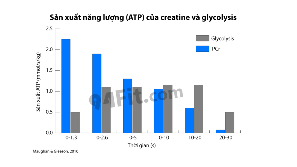 mối quan hệ trong sản xuất năng lượng ATP của creatine và glycogen